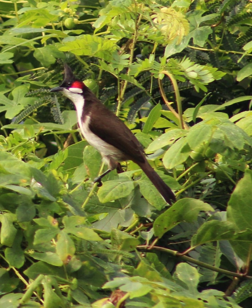 Red-whiskered Bulbul - ML301108911