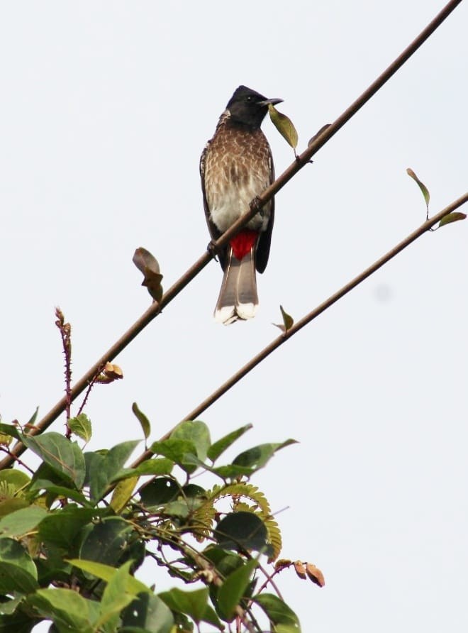 Bulbul à ventre rouge - ML301108971