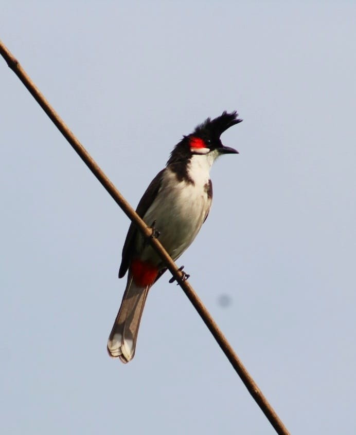 Red-whiskered Bulbul - ML301109151