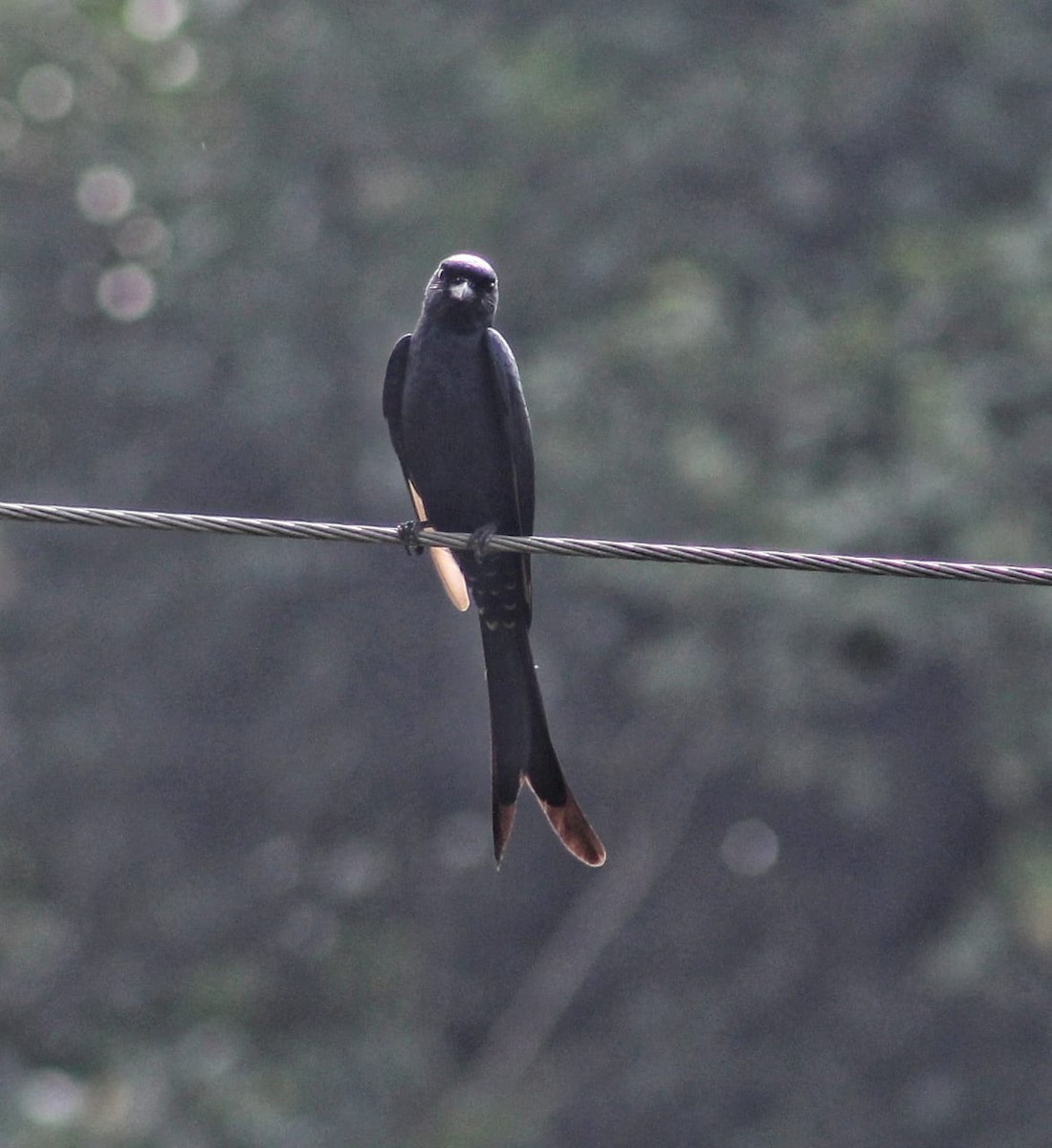 Kara Drongo - ML301109291