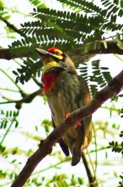 Coppersmith Barbet - ML301109361