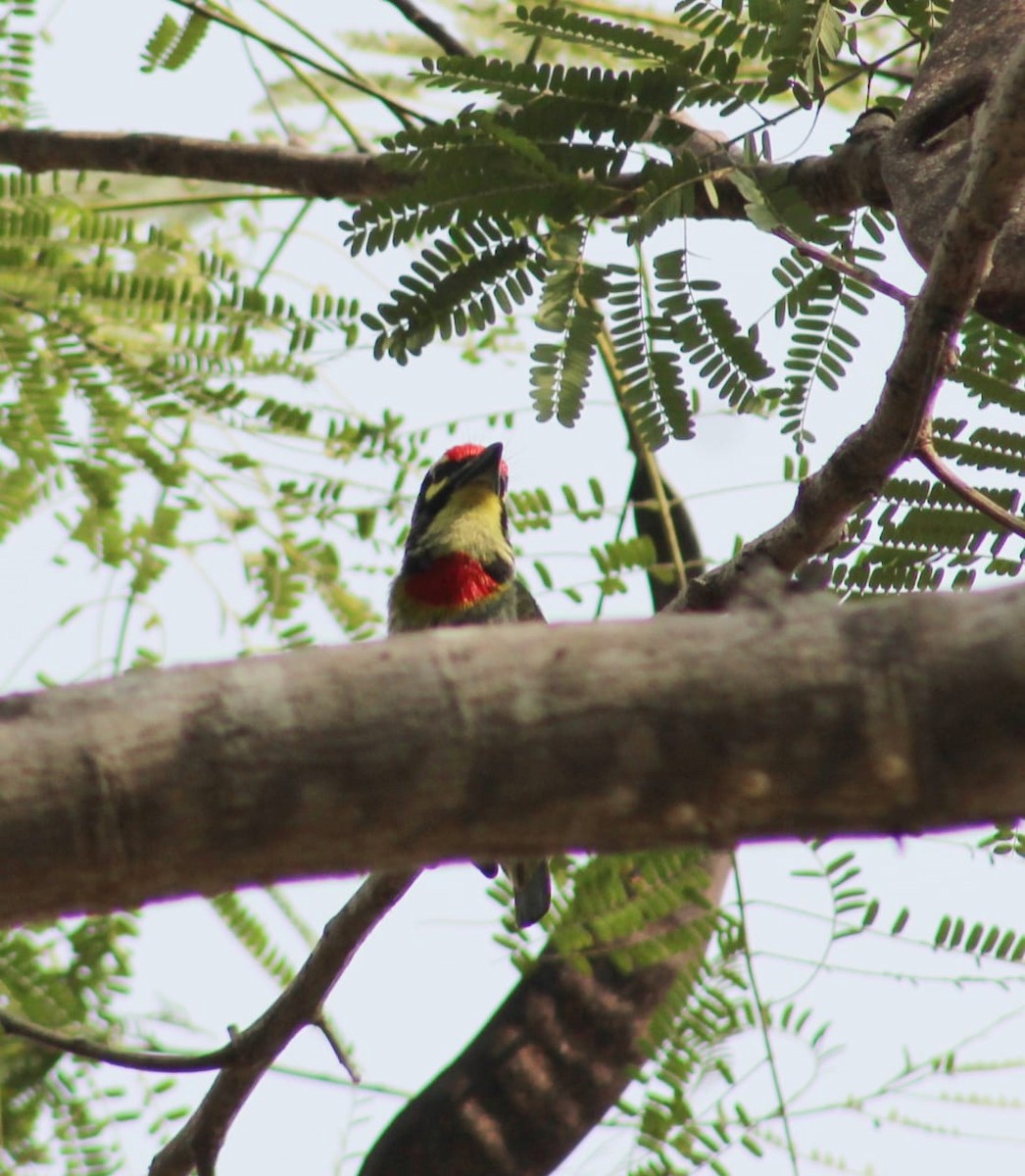 Coppersmith Barbet - ML301109541