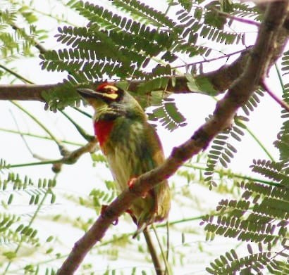 Coppersmith Barbet - ML301109611