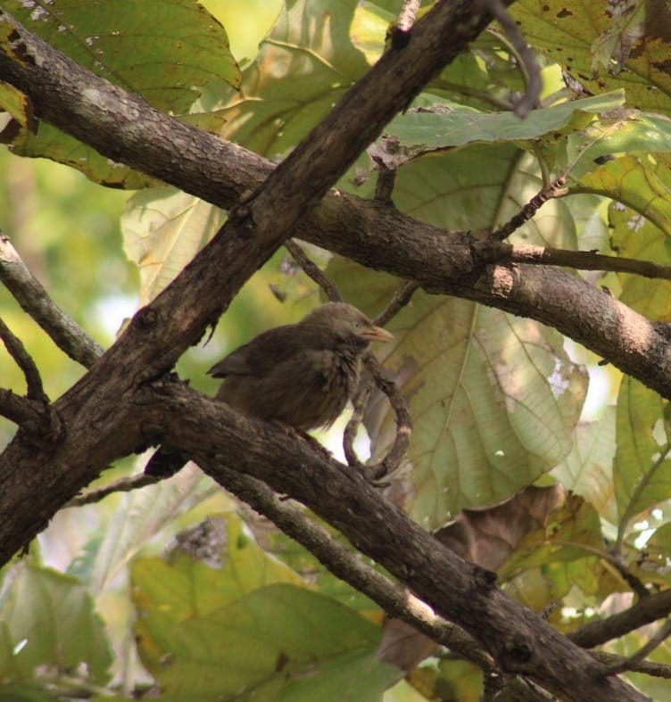 Yellow-billed Babbler - ML301109981