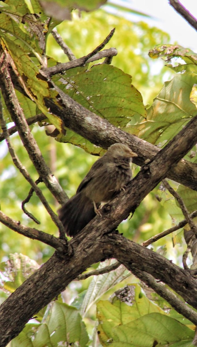 Yellow-billed Babbler - ML301110011