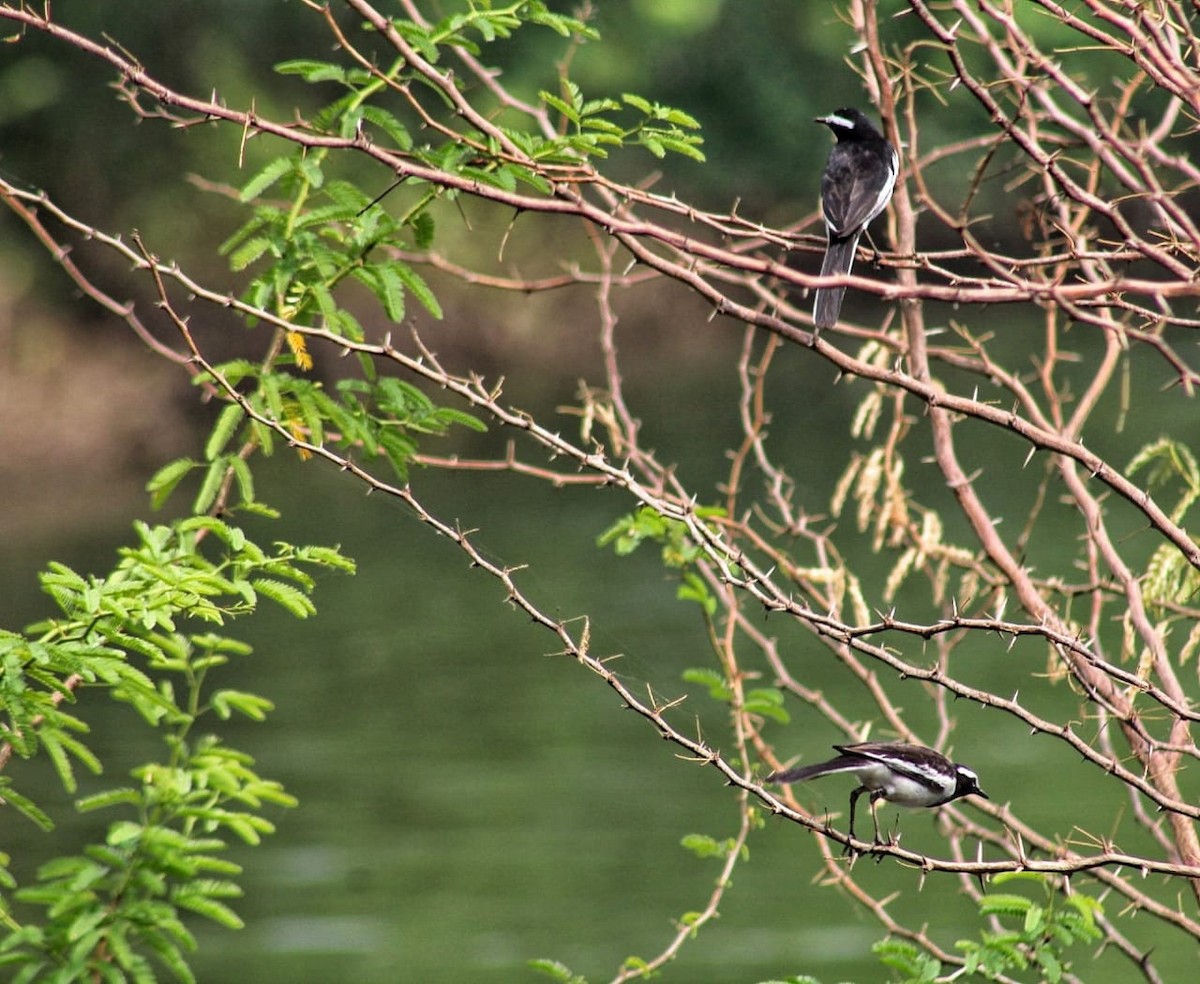 White-browed Wagtail - ML301110481