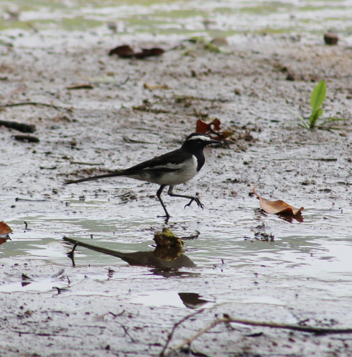 White-browed Wagtail - Nandhitha  Kannan