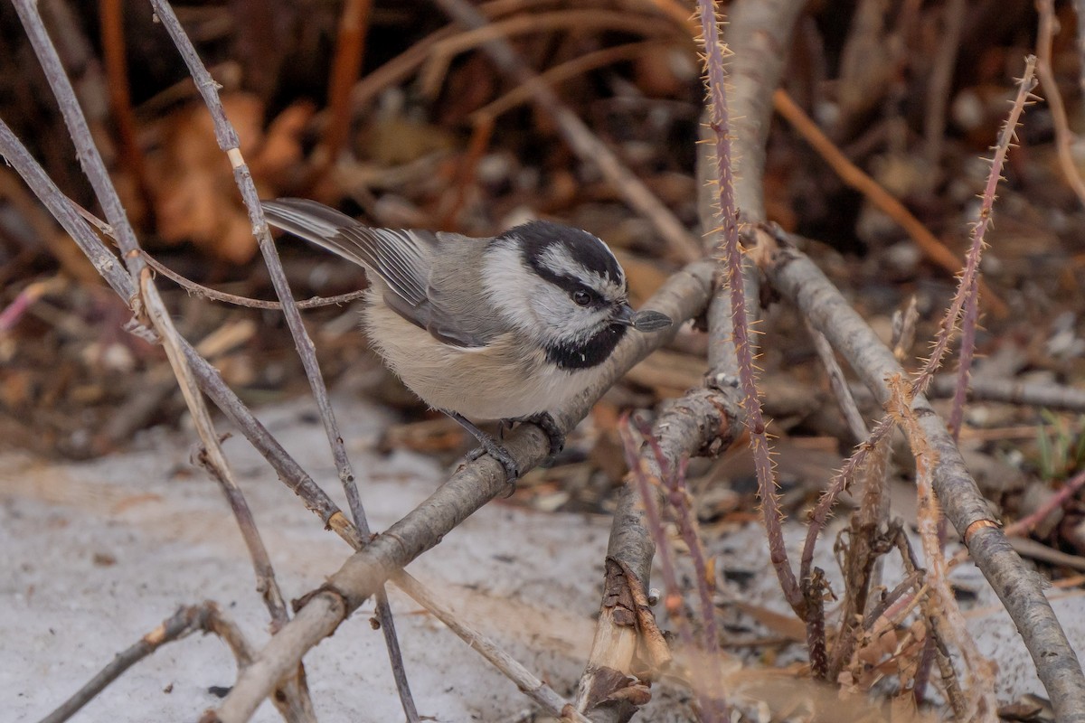 Mountain Chickadee - ML301113431