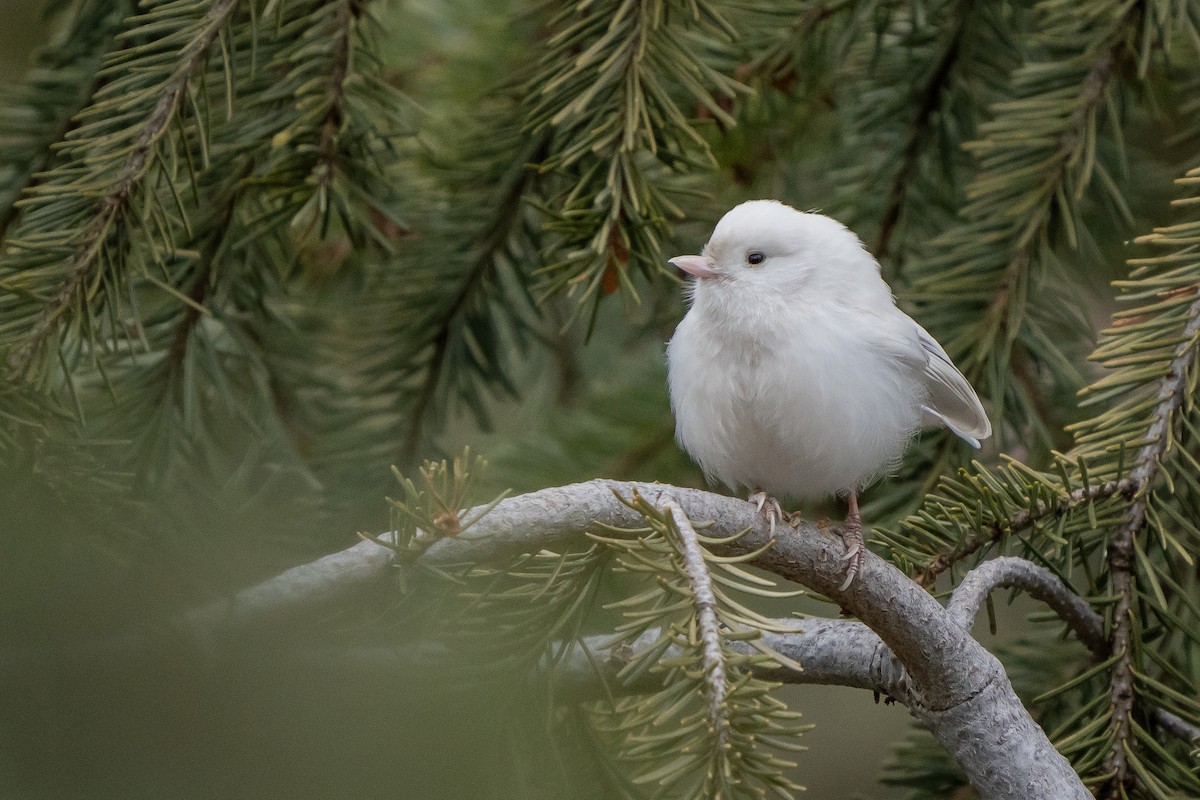 Mountain Chickadee - ML301113521