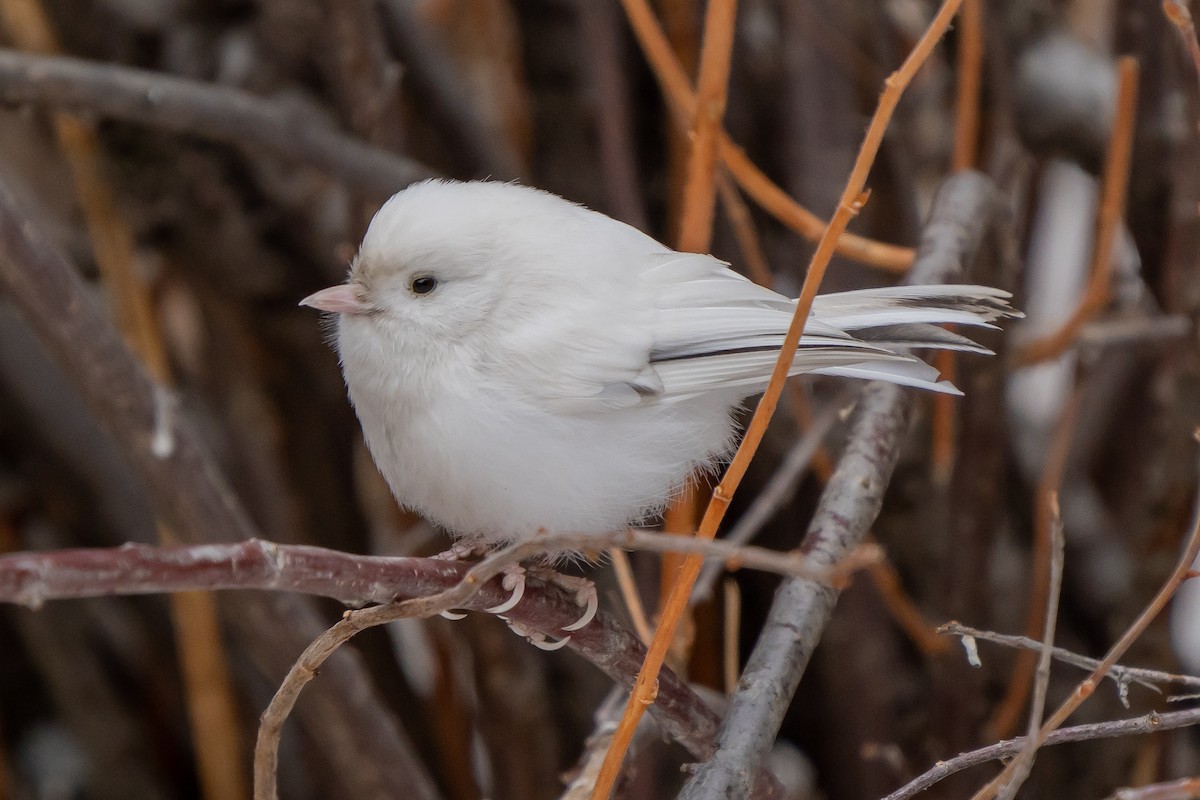 Mountain Chickadee - ML301113631