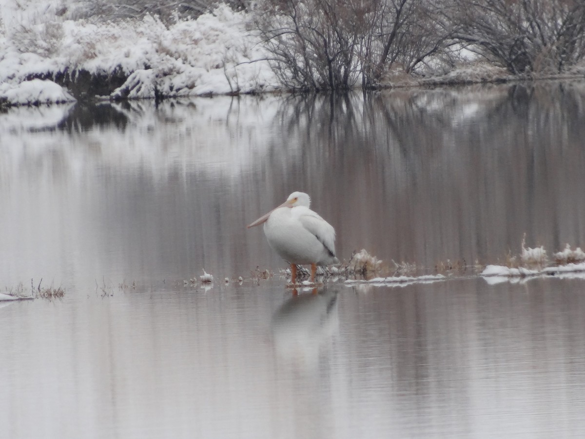 American White Pelican - ML301115221