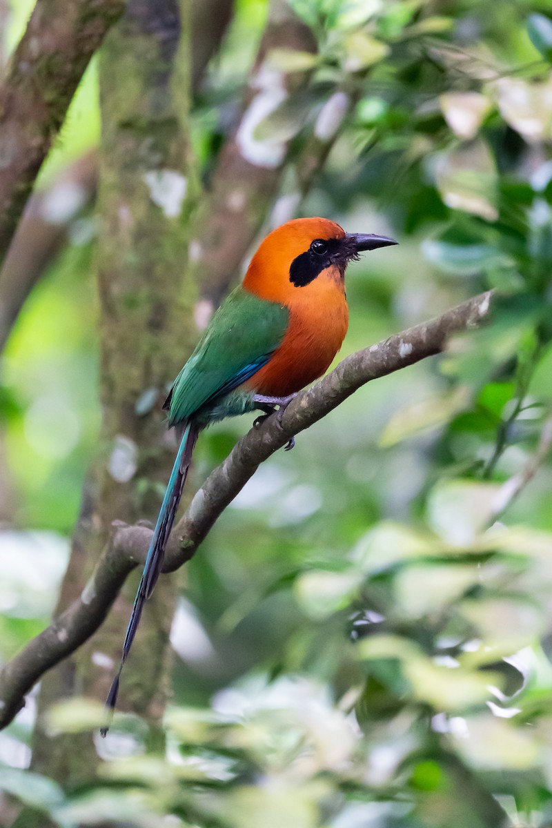 Rufous Motmot - ML301115291