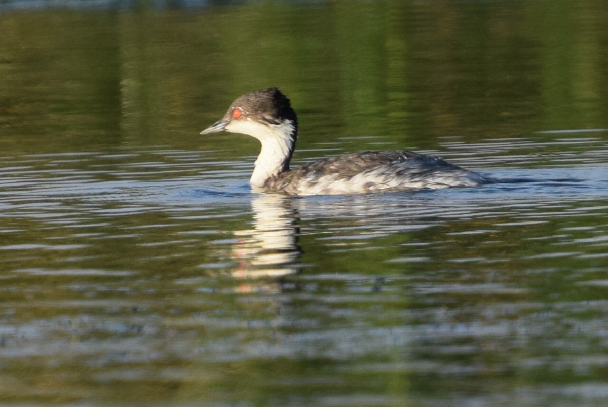 Silvery Grebe (Andean) - ML30111861