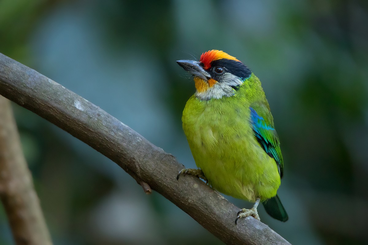 Golden-throated Barbet - ML301119311