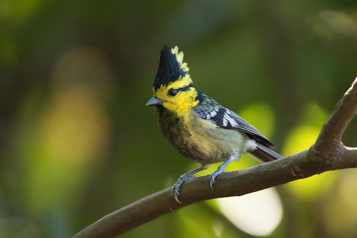 Yellow-cheeked Tit - ML301119451