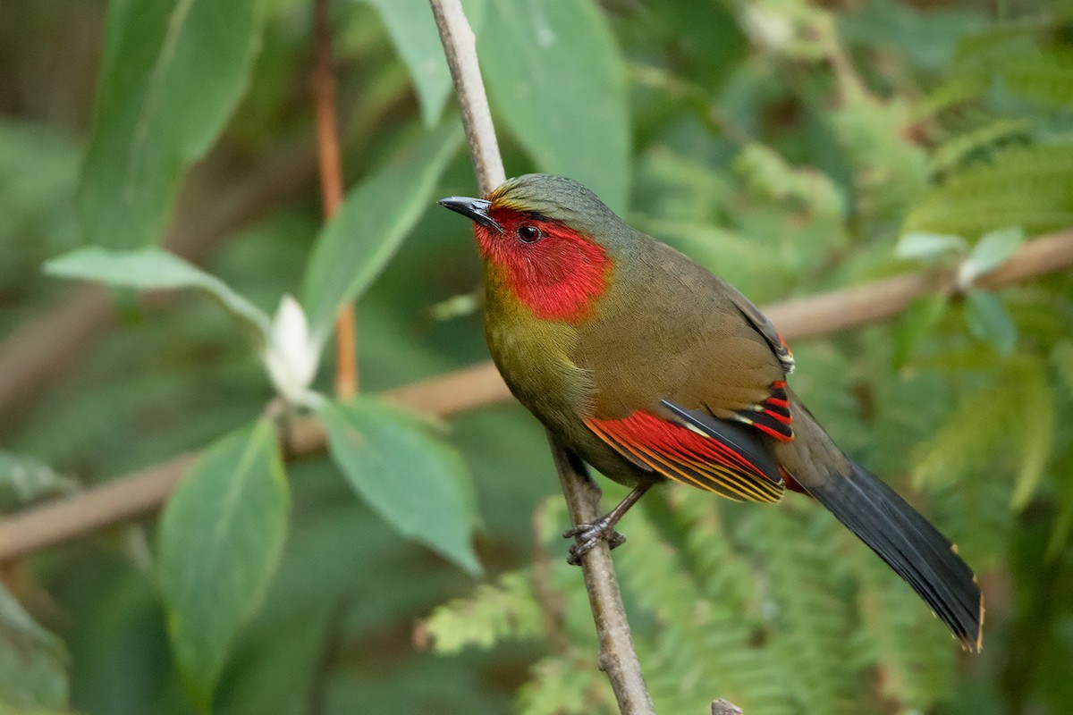 Scarlet-faced Liocichla - ML301121321