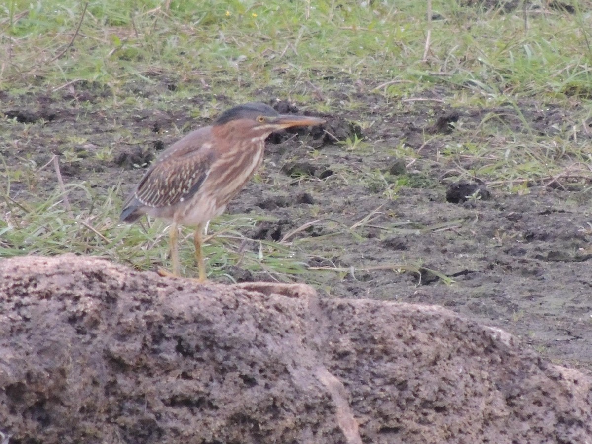 Green Heron - Hayley Lester