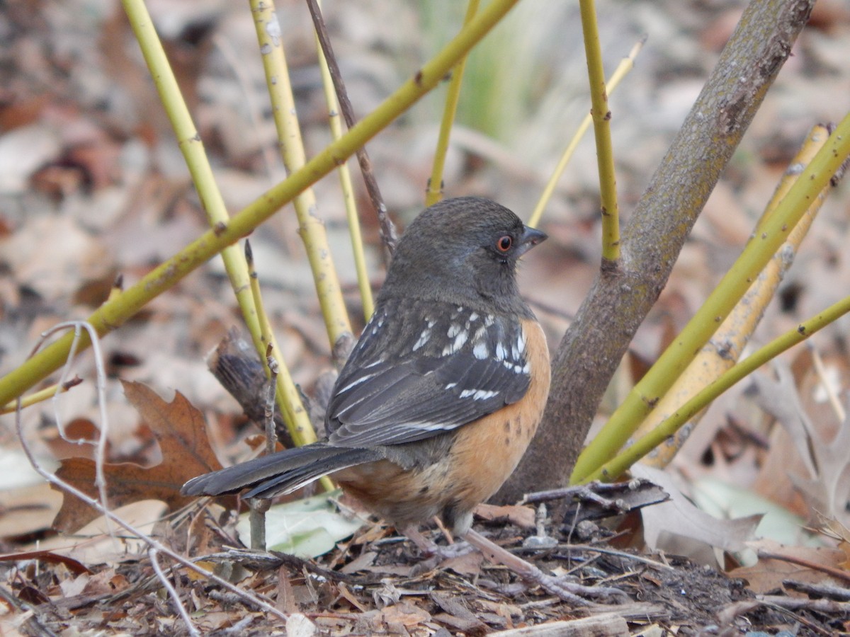 Spotted Towhee - ML301123191