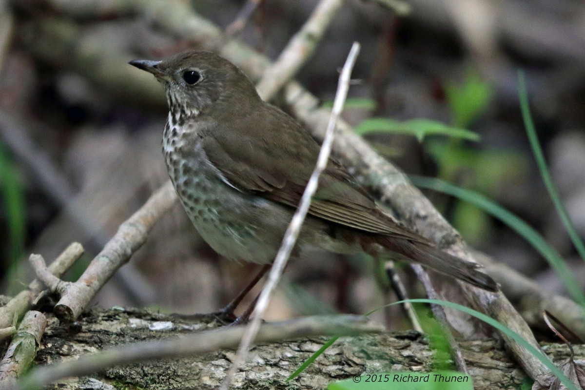 Gray-cheeked Thrush - Richard Thunen