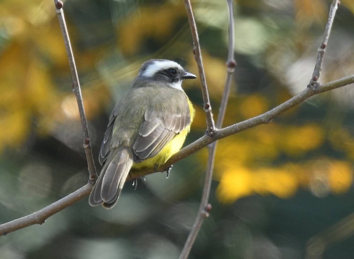 Social Flycatcher - ML301124211