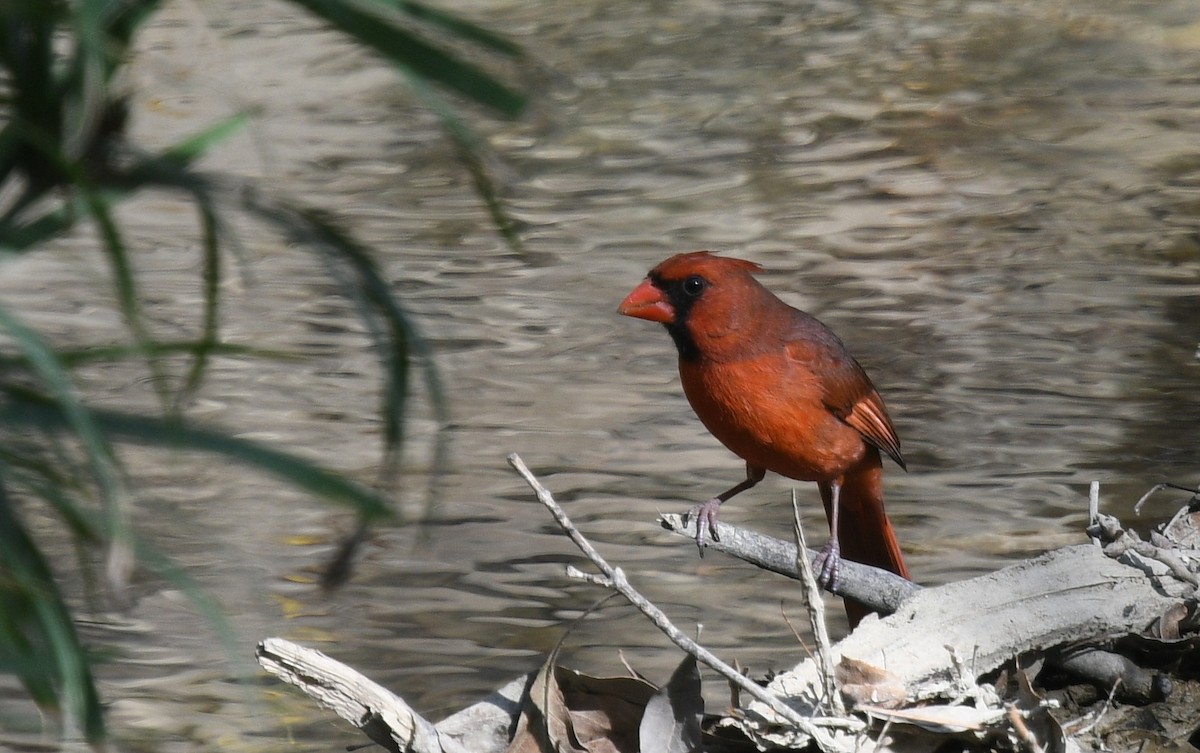 Northern Cardinal - ML301124281