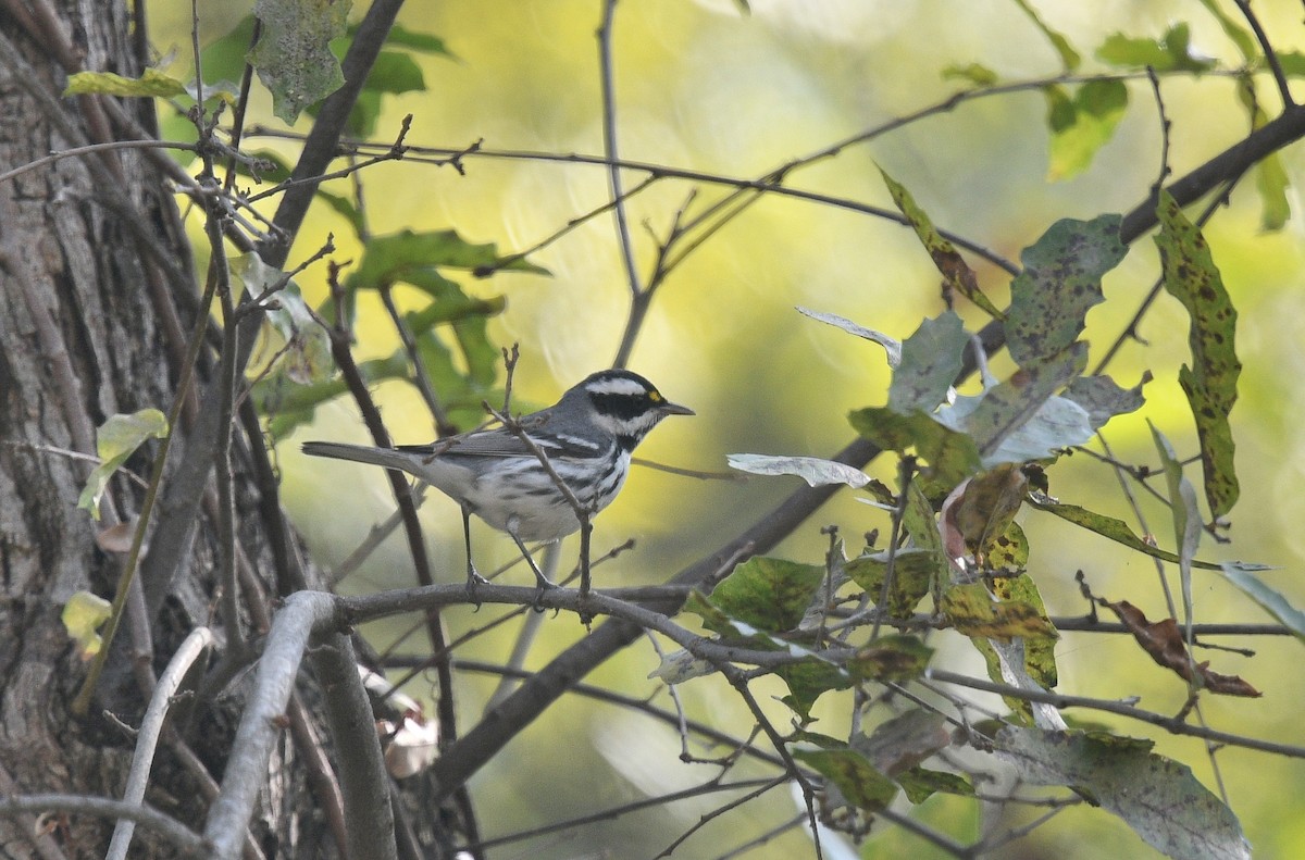 Black-throated Gray Warbler - ML301124421