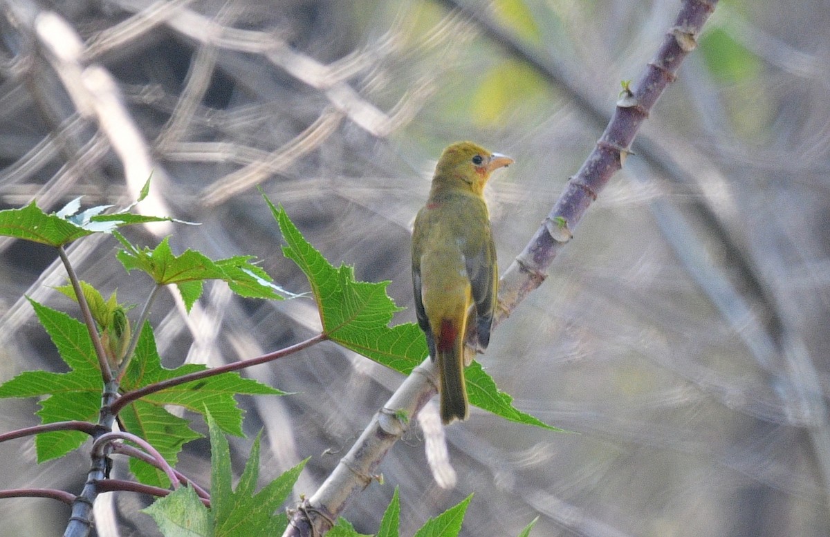 Summer Tanager - ML301124481