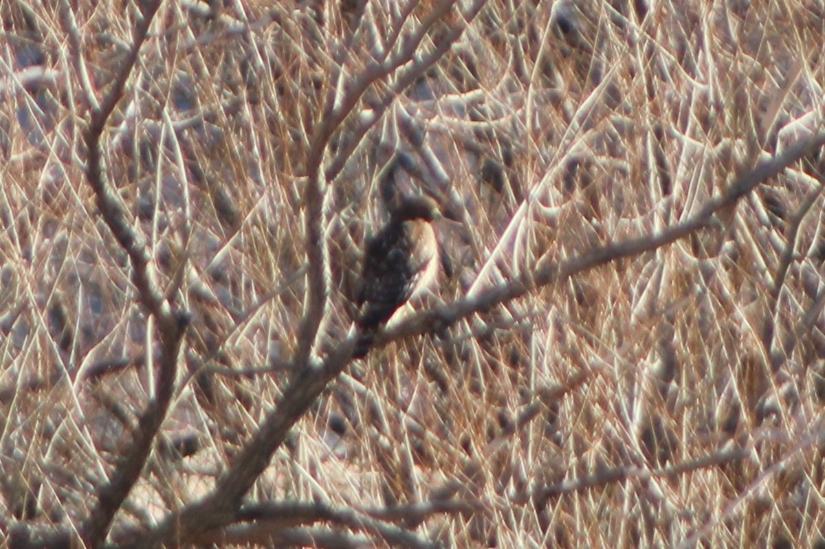 Red-shouldered Hawk (elegans) - ML301128381