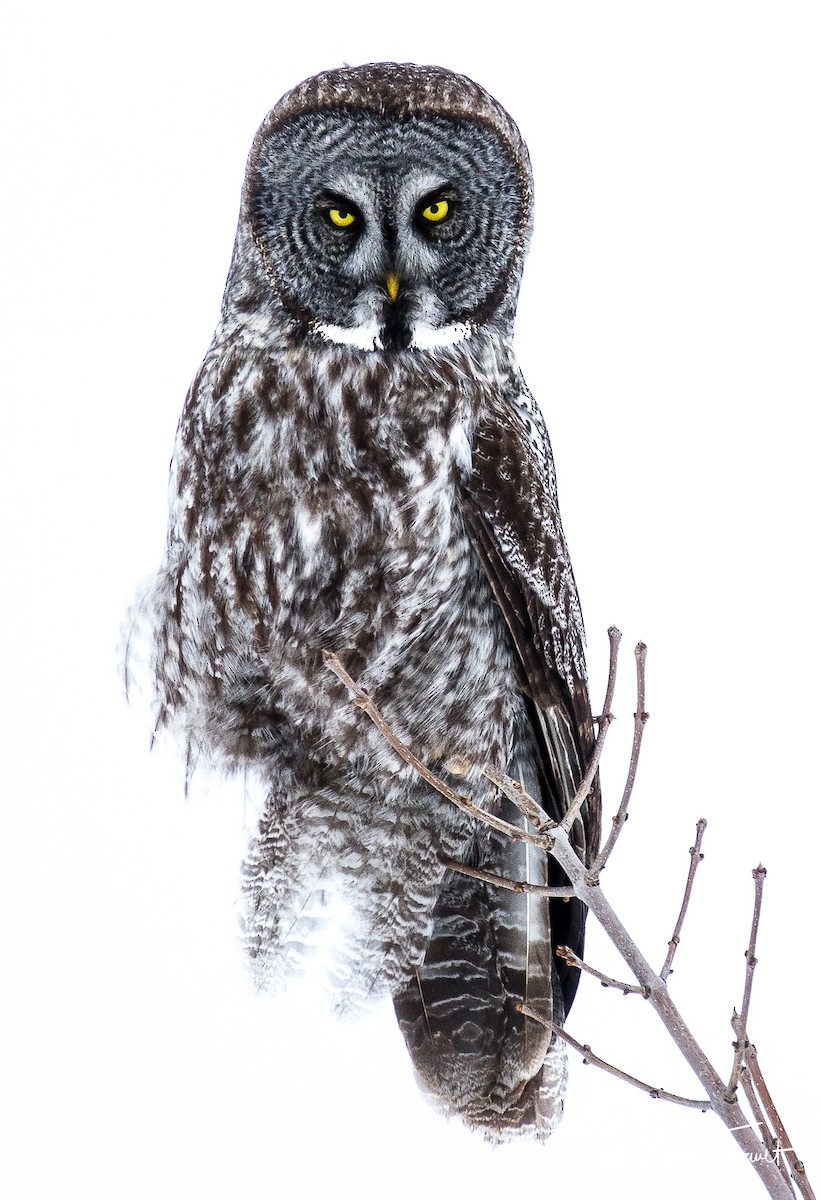 Great Gray Owl - ML301128811