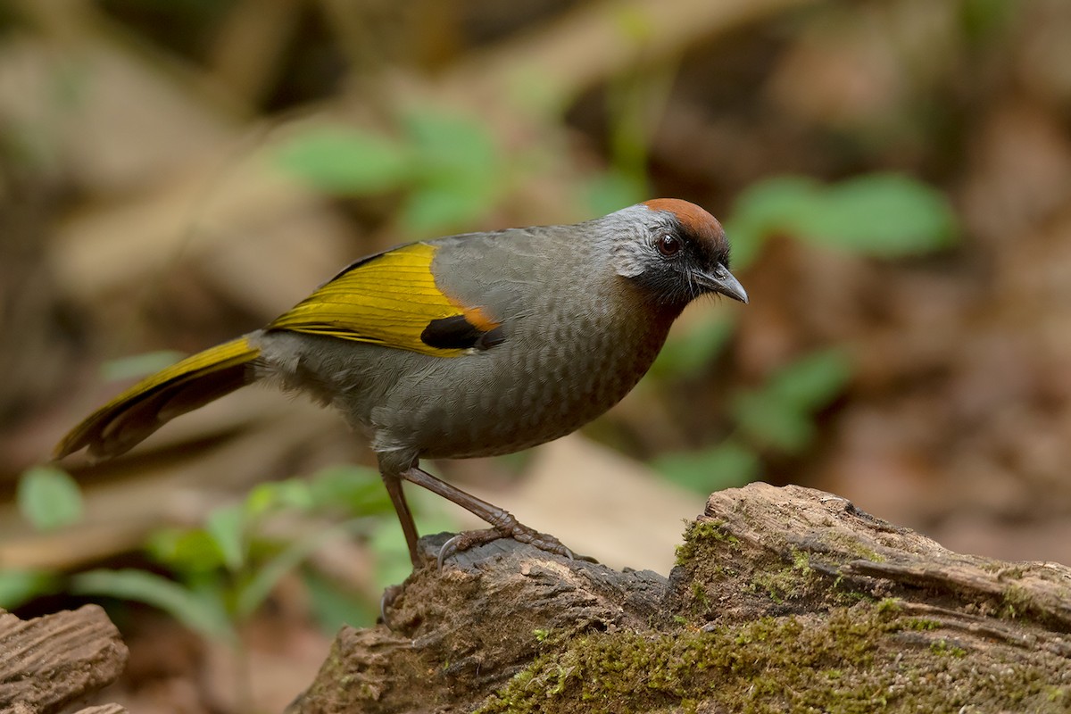 Silver-eared Laughingthrush - Ayuwat Jearwattanakanok