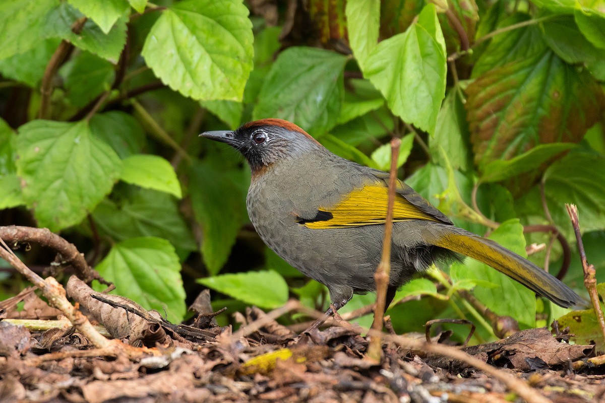 Silver-eared Laughingthrush - Ayuwat Jearwattanakanok