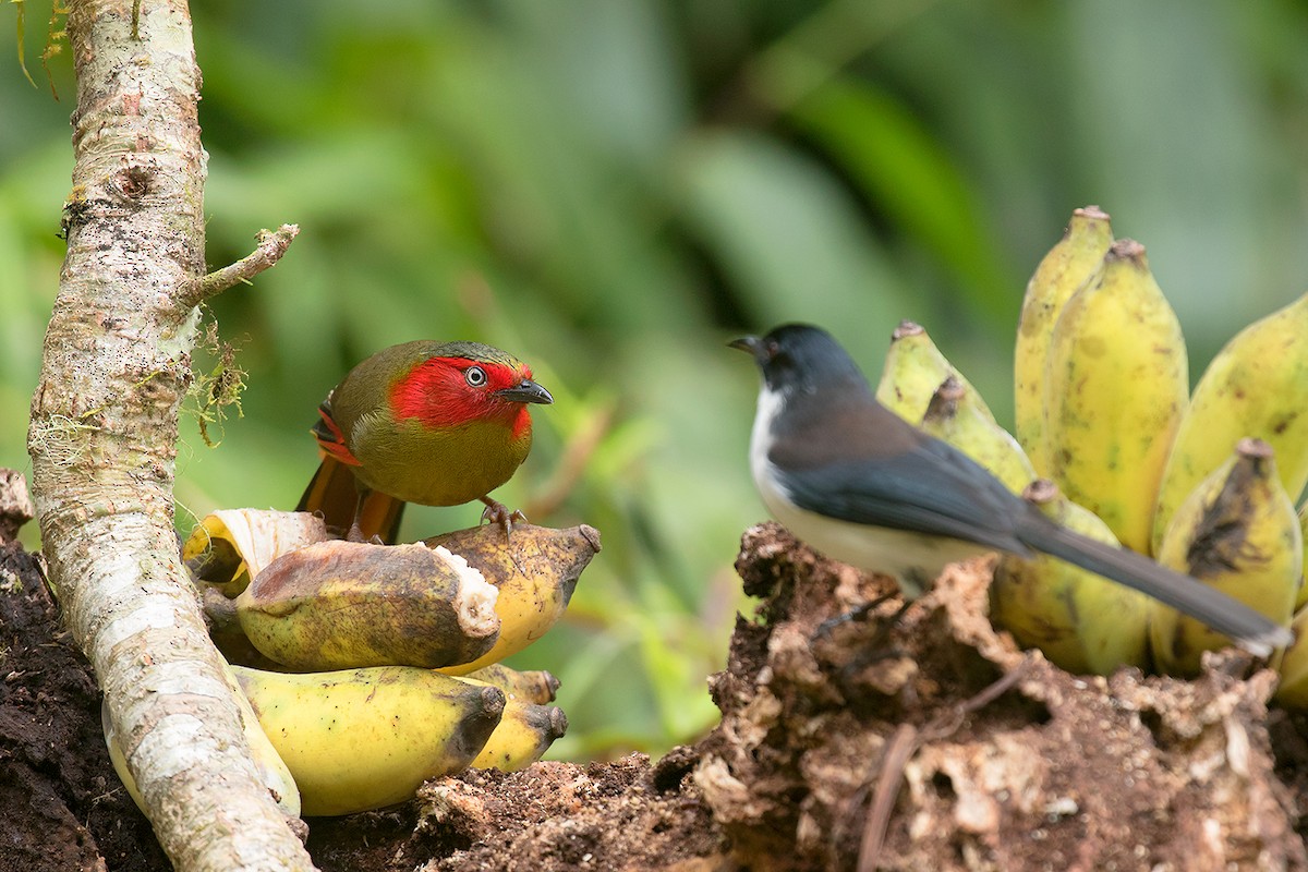 Scarlet-faced Liocichla - ML301129291