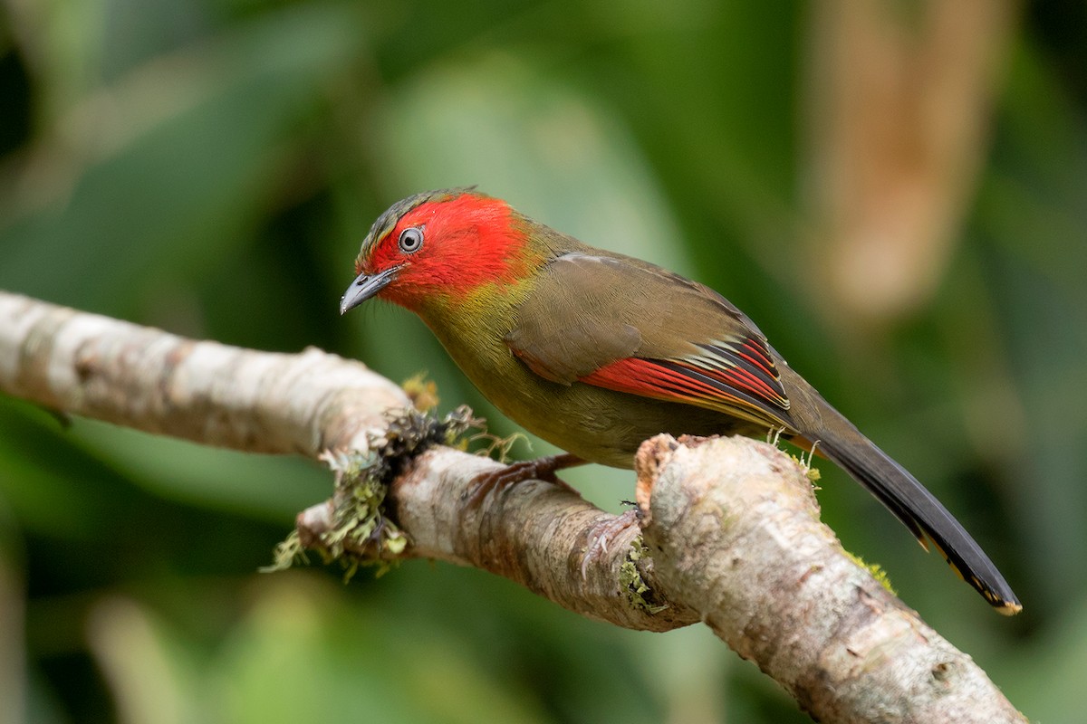 Scarlet-faced Liocichla - ML301129301