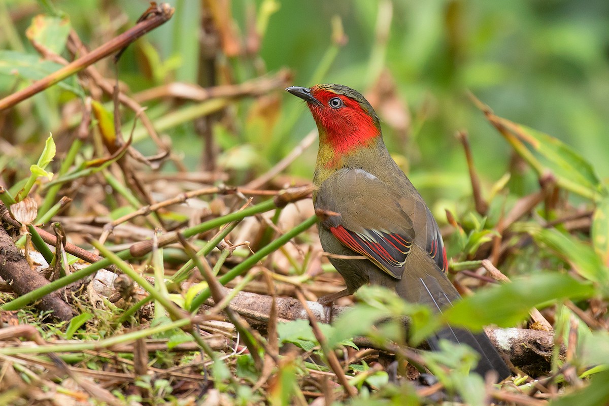 Scarlet-faced Liocichla - ML301129311