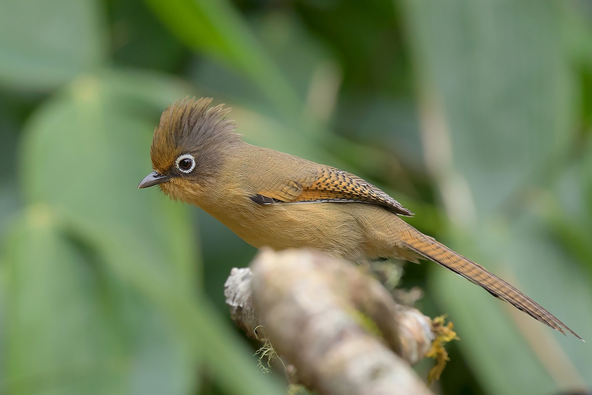 Spectacled Barwing - Ayuwat Jearwattanakanok