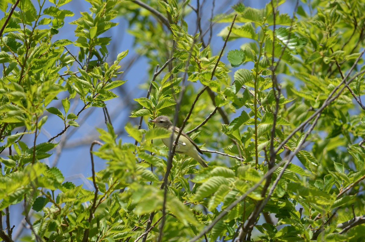 Warbling Vireo - ML30113351