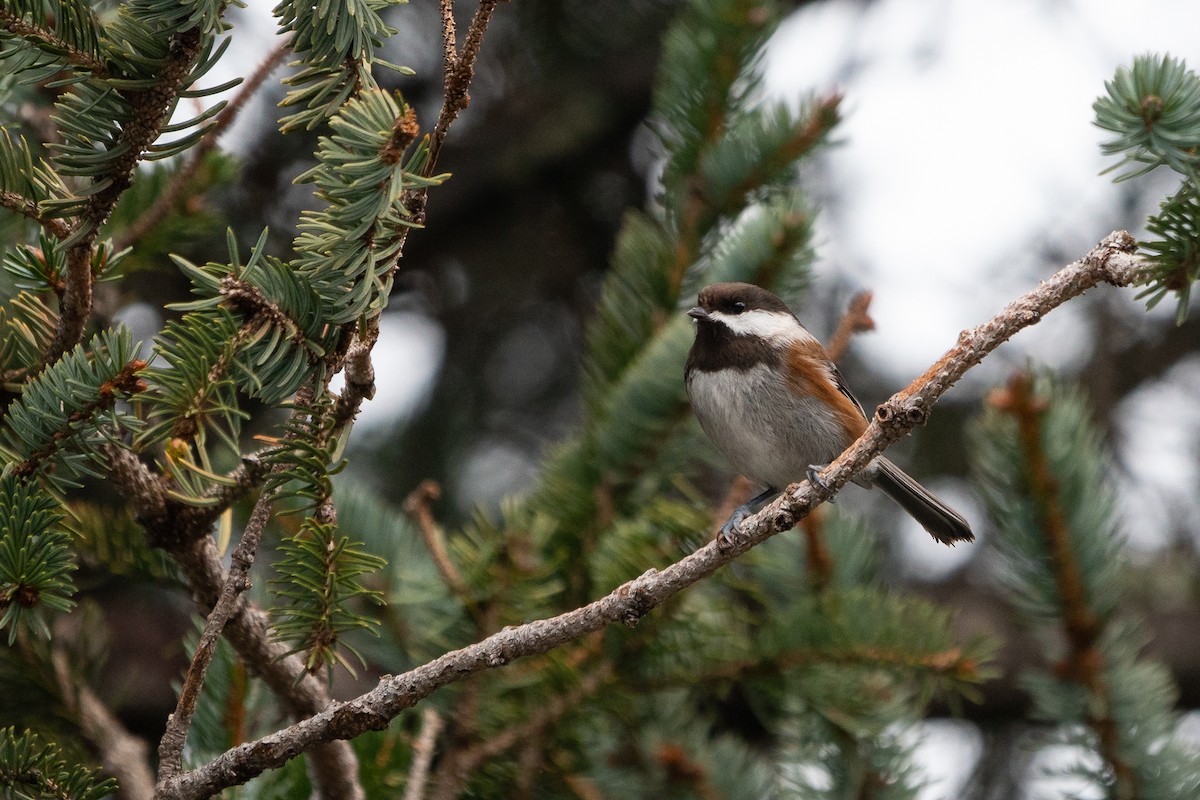 Chestnut-backed Chickadee - ML301133911