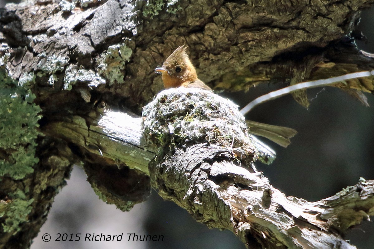 Tufted Flycatcher - ML301134081