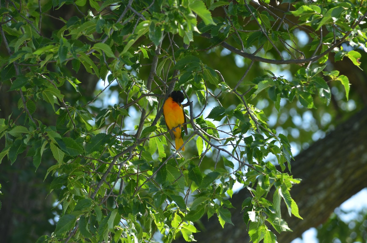 Baltimore Oriole - ML30113421