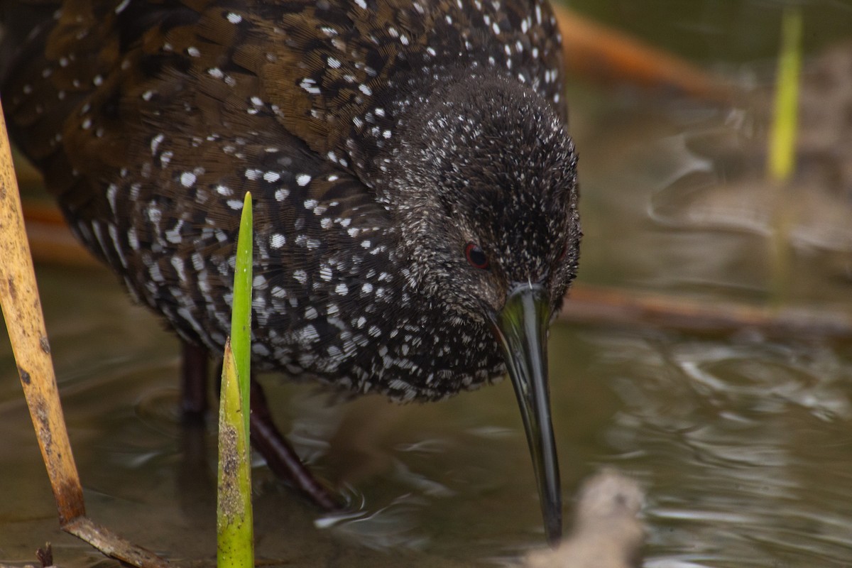 Spotted Rail - ML301134541