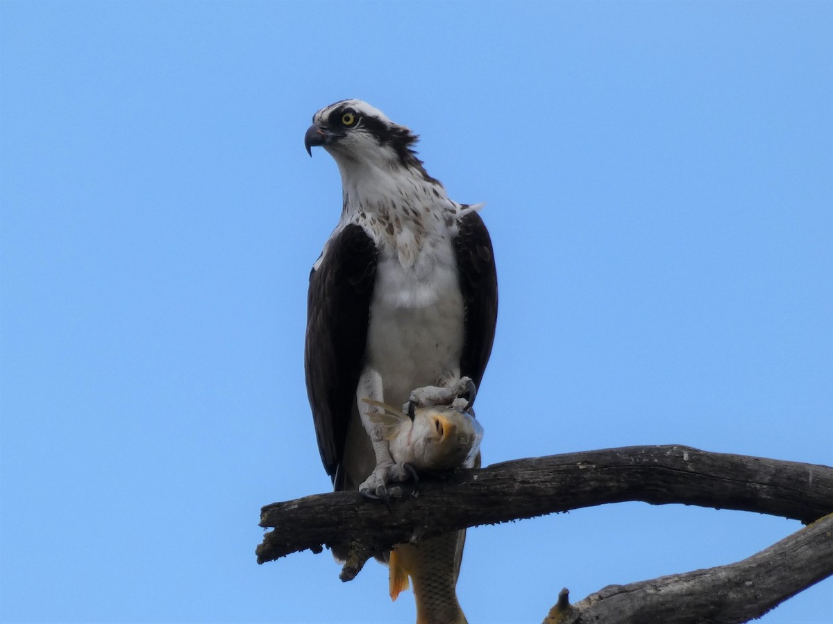 Águila Pescadora - ML301135791