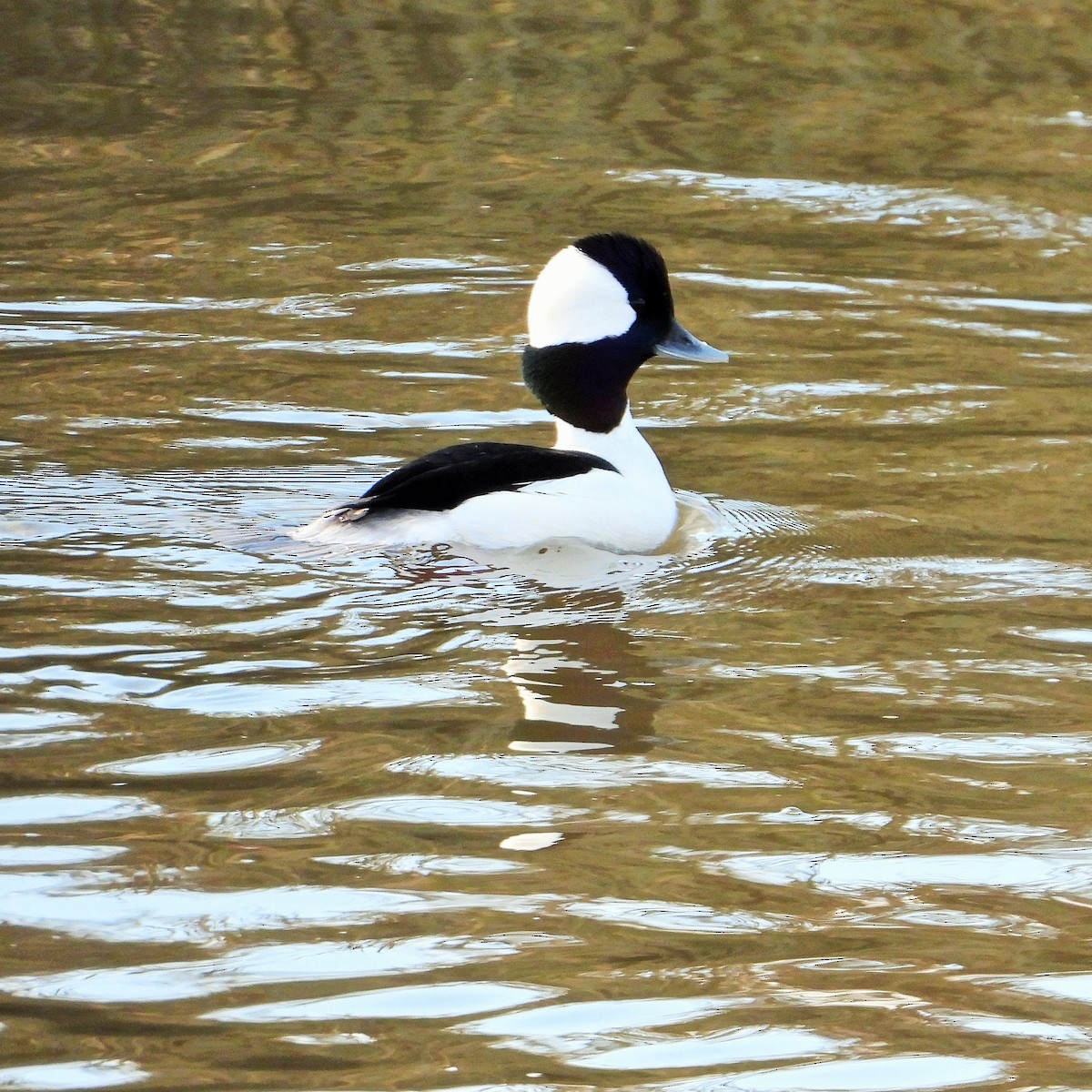 Bufflehead - Carol Ann Krug Graves