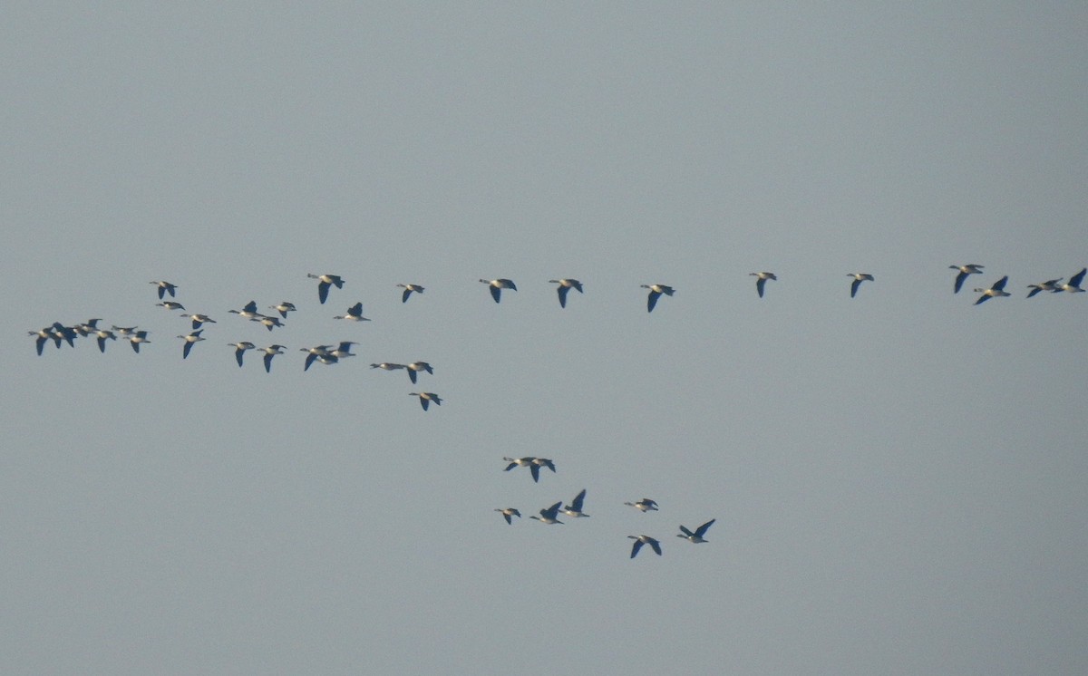 Knob-billed Duck - ML301138581