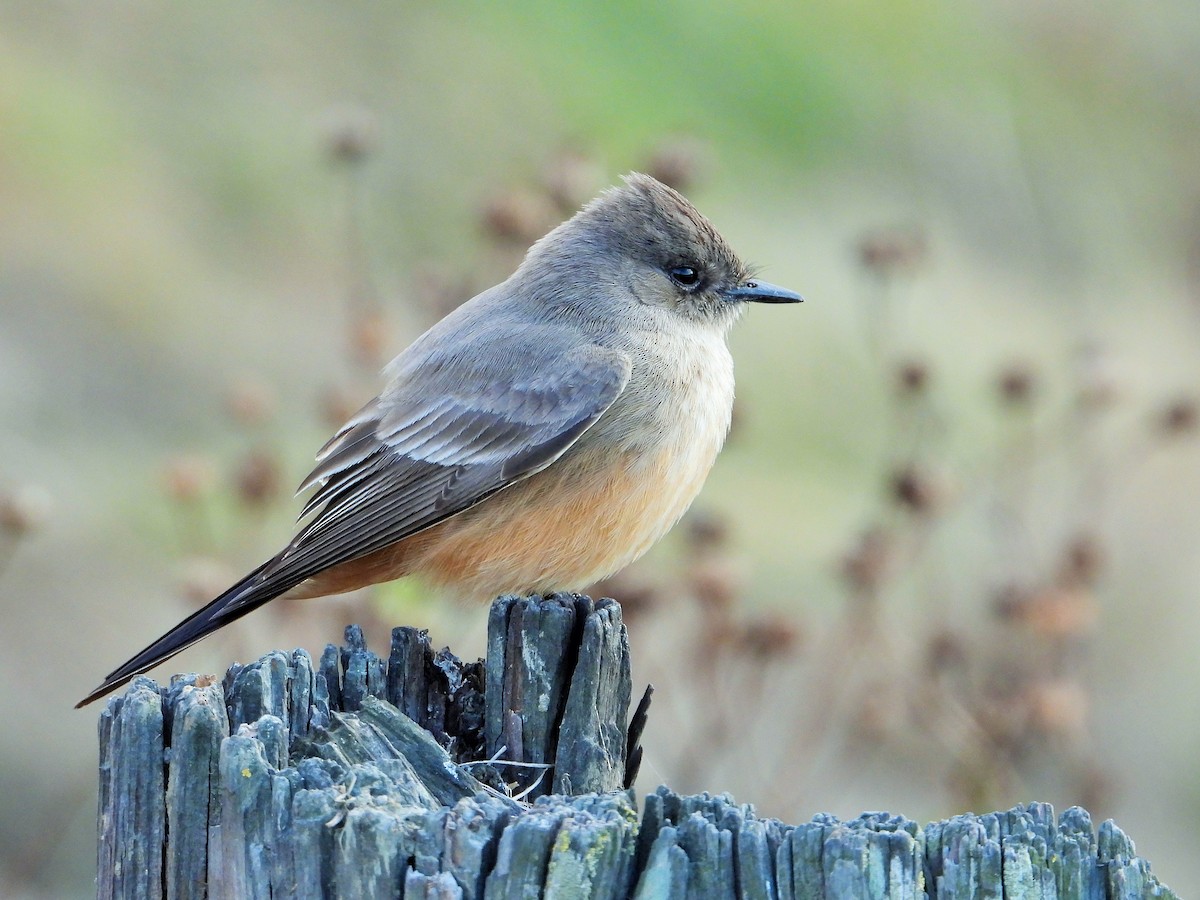 Say's Phoebe - Carol Ann Krug Graves