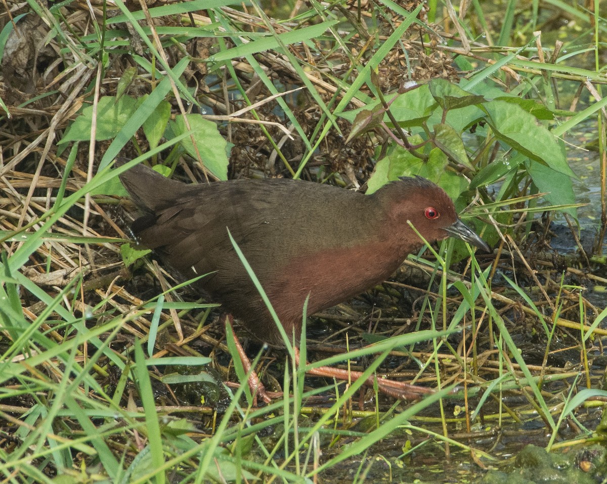 Ruddy-breasted Crake - SWARUP SAHA