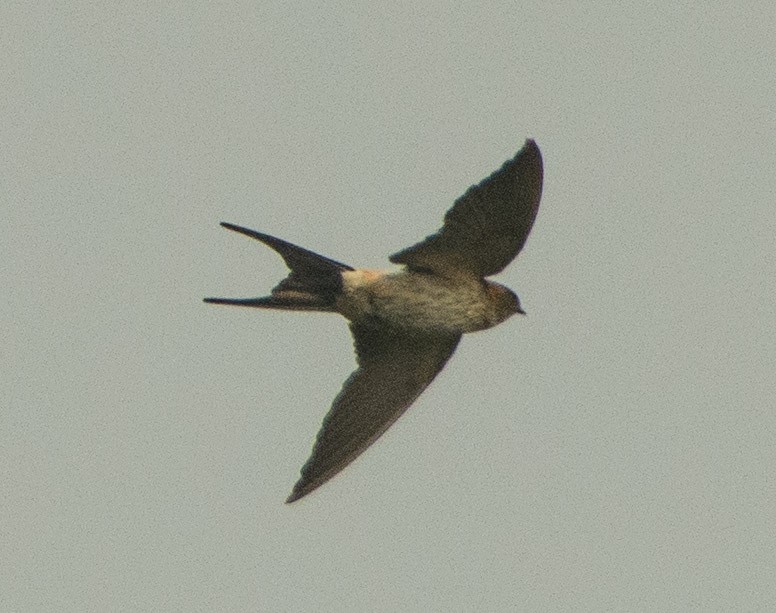 Red-rumped Swallow - ML301140221