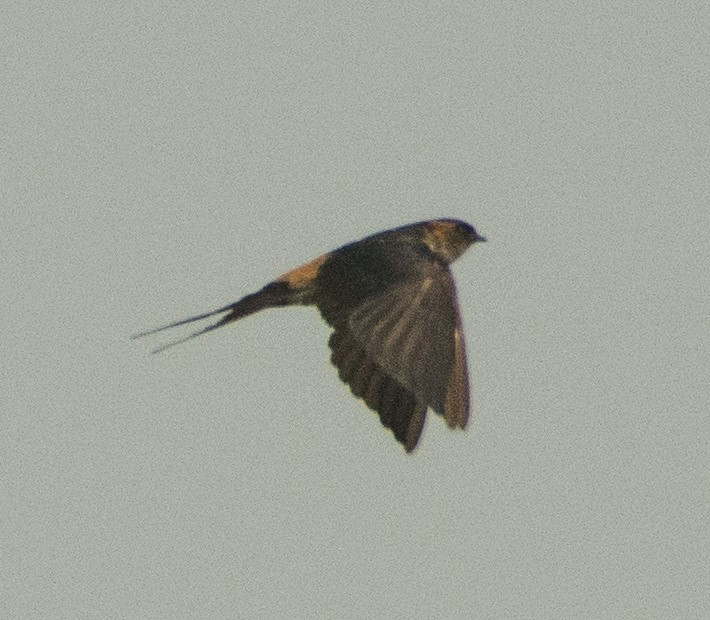 Red-rumped Swallow - ML301140231