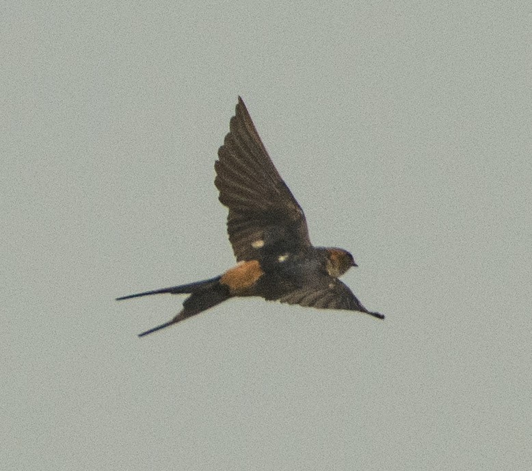 Red-rumped Swallow - ML301140241