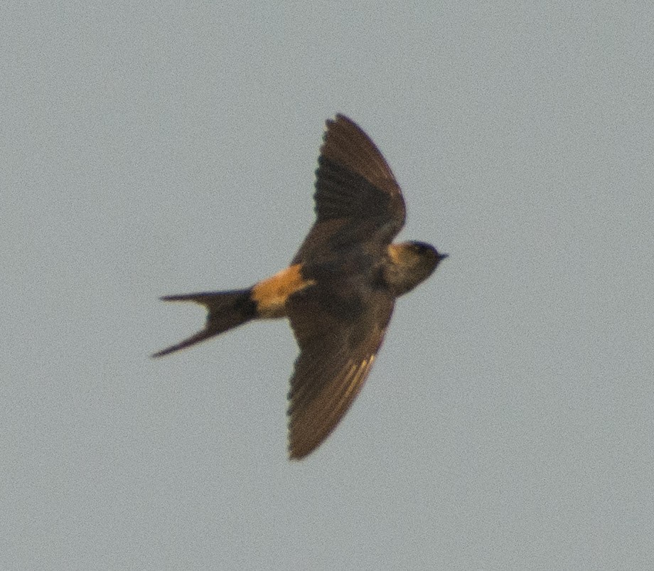 Red-rumped Swallow - ML301140251