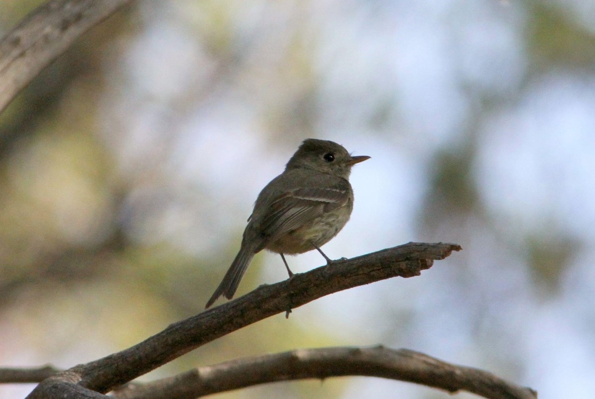 Pine Flycatcher - ML301140631